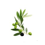 asta_ulivo_olioextravergine_formaggiesalumicarucci