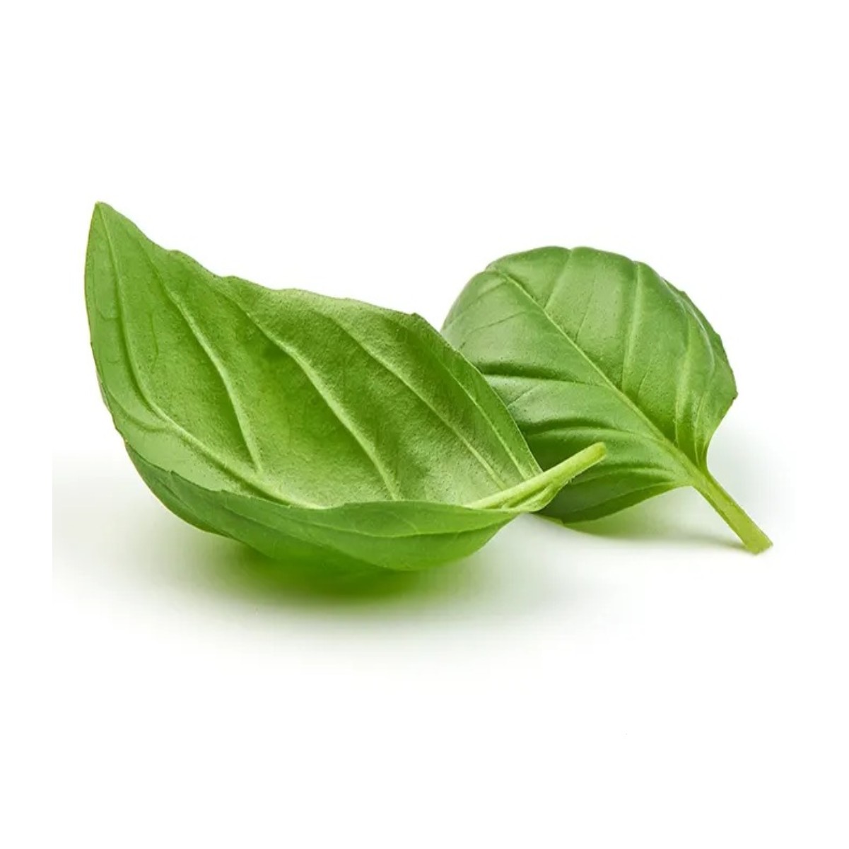 basilico 1