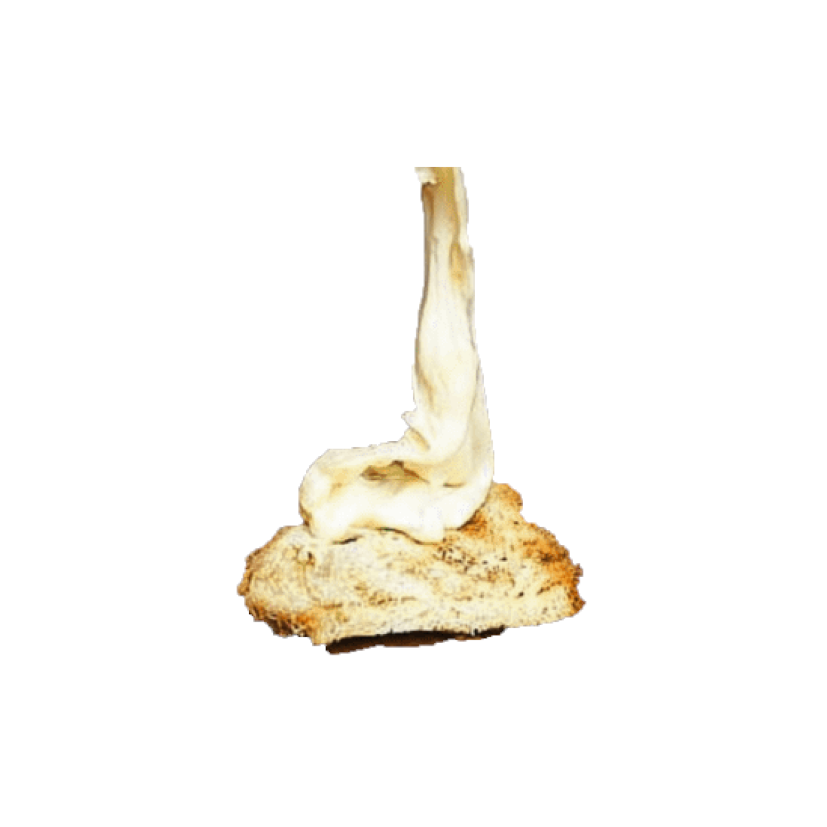 caciocavallo impiccato 1