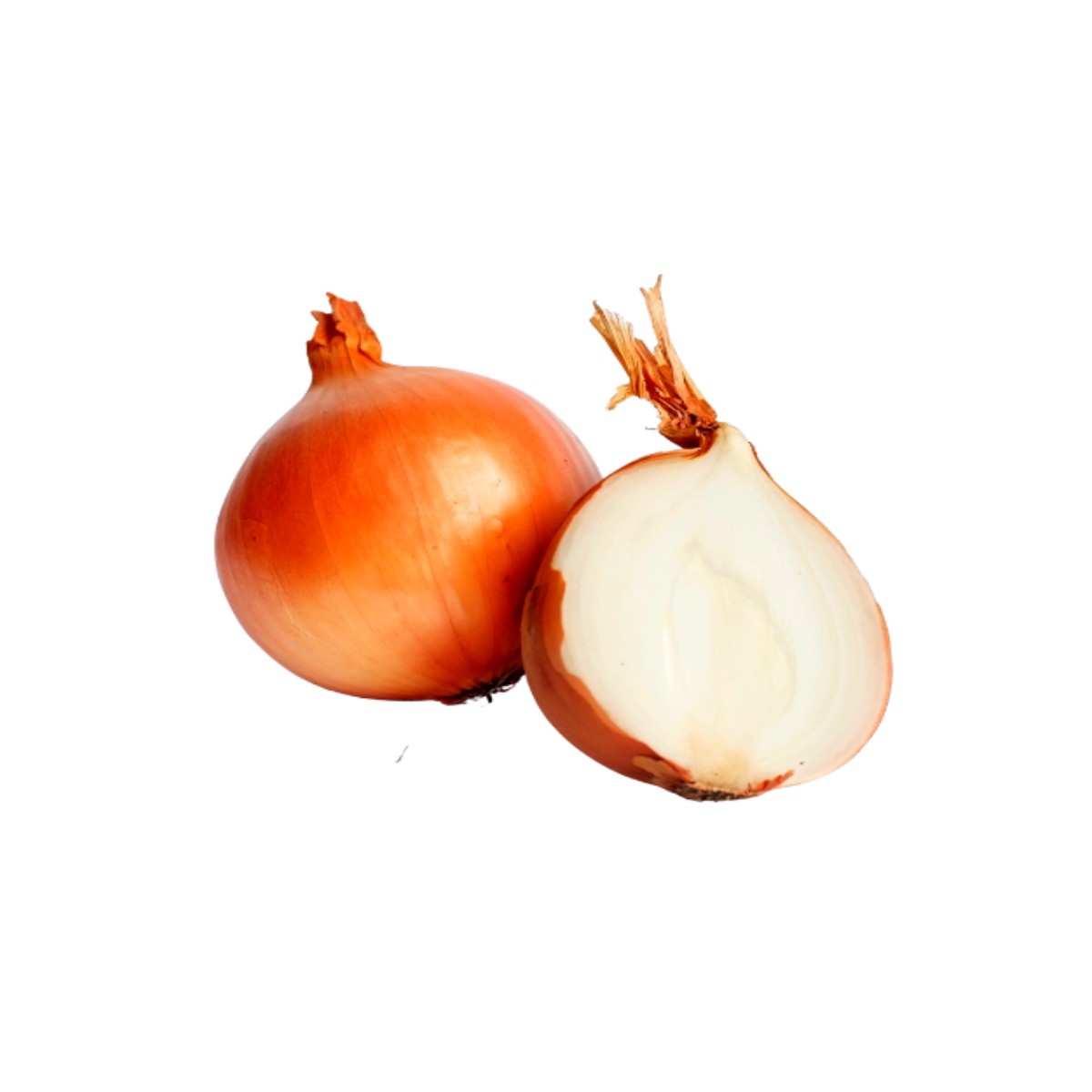 cipolla